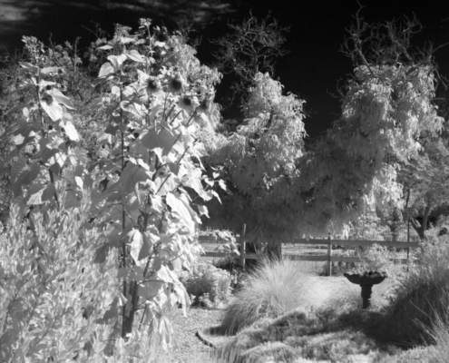 Attollo Engineering Phoenix SWIR Camera Core Image of Vegetation